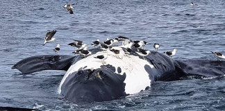 Ballenas muertas en Chubut -