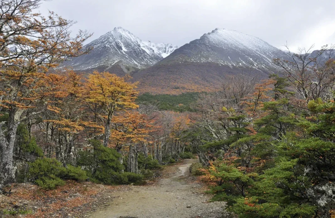 Tierra del Fuego recibirá fondos por la Ley de Bosques