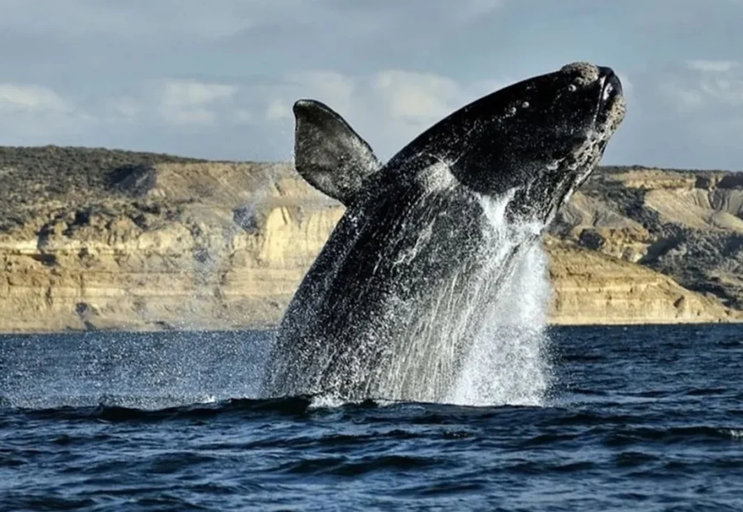 Relevan más de 1400 ballenas en las costas de Chubut