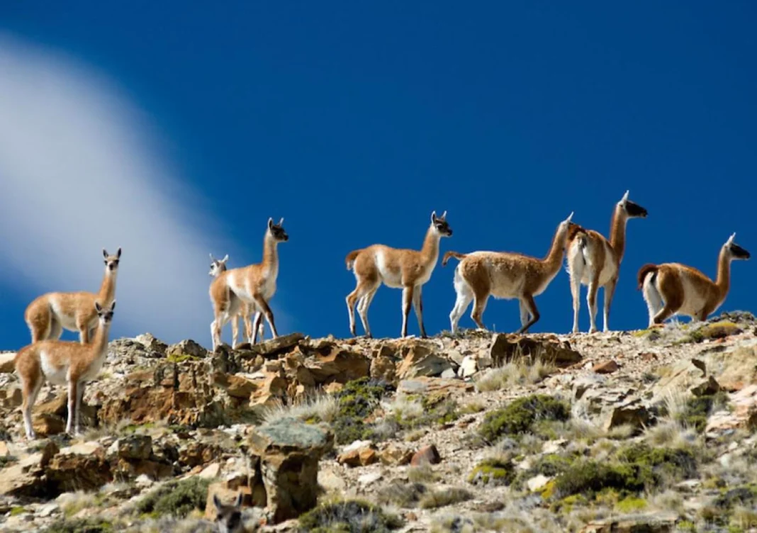 Guanacos en Santa Cruz -